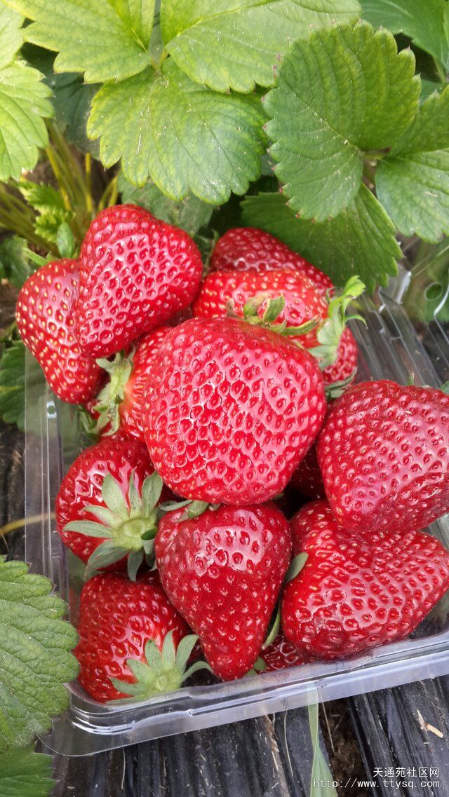 昌平兴寿草莓采摘 价格低