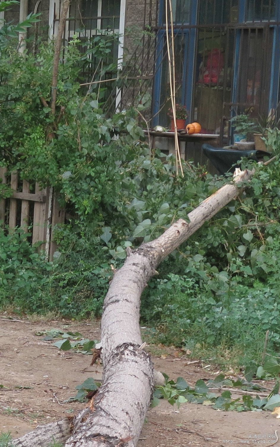 北三东侧数十颗树死掉