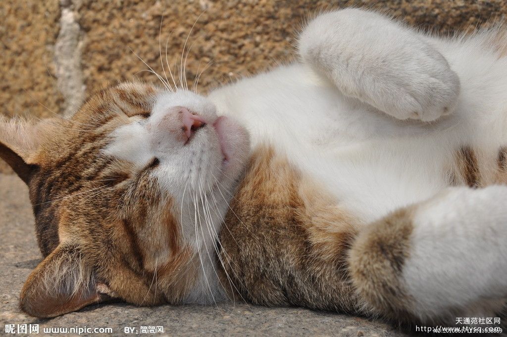 送你一组睡猫表情包专治睡不着